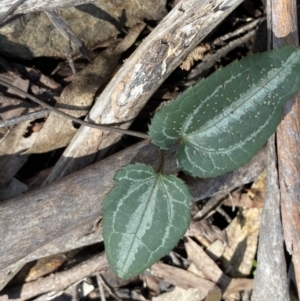 Clematis aristata at Berlang, NSW - 25 Sep 2022