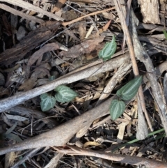 Clematis aristata at Berlang, NSW - 25 Sep 2022