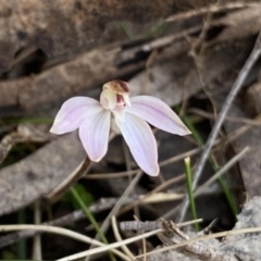 Caladenia fuscata at Berlang, NSW - suppressed