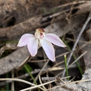 Caladenia fuscata at Berlang, NSW - suppressed