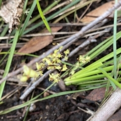 Lomandra filiformis subsp. filiformis (Wattle Matrush) at Deua National Park (CNM area) - 25 Sep 2022 by NedJohnston