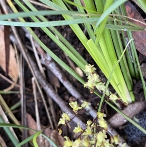 Lomandra filiformis subsp. filiformis at Berlang, NSW - 25 Sep 2022 12:26 PM