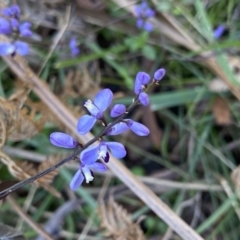 Comesperma volubile (Love Creeper) at Deua National Park (CNM area) - 25 Sep 2022 by Ned_Johnston