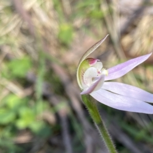 Caladenia carnea at Berlang, NSW - 25 Sep 2022