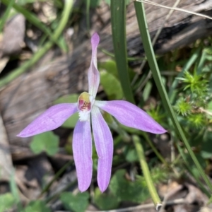 Caladenia carnea at Berlang, NSW - suppressed