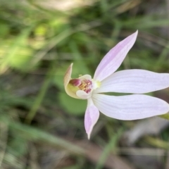 Caladenia carnea at Berlang, NSW - 25 Sep 2022