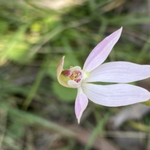 Caladenia carnea at Berlang, NSW - suppressed