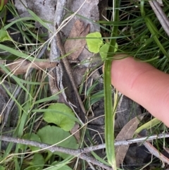 Caladenia carnea at Berlang, NSW - suppressed