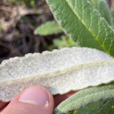 Bedfordia arborescens (Blanket Bush) at Deua National Park (CNM area) - 25 Sep 2022 by Ned_Johnston