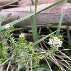 Asperula conferta at Collector, NSW - 3 Oct 2022