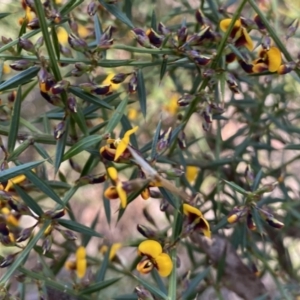 Daviesia ulicifolia subsp. ulicifolia at Berlang, NSW - 25 Sep 2022