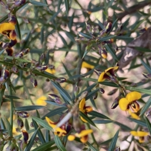 Daviesia ulicifolia subsp. ulicifolia at Berlang, NSW - 25 Sep 2022