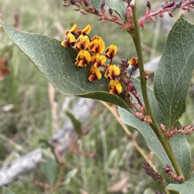 Daviesia latifolia (Hop Bitter-Pea) at Oakdale Nature Reserve - 3 Oct 2022 by JaneR