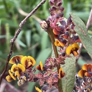 Daviesia latifolia at Collector, NSW - 3 Oct 2022