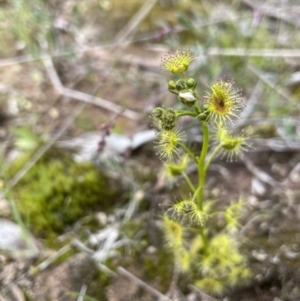 Drosera gunniana at Collector, NSW - 3 Oct 2022 04:06 PM