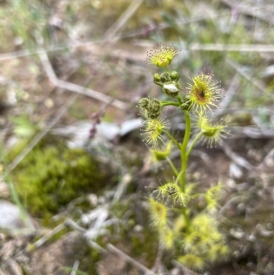 Drosera gunniana (Pale Sundew) at Collector, NSW - 3 Oct 2022 by JaneR