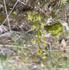 Drosera gunniana at Collector, NSW - 3 Oct 2022 04:06 PM