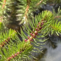 Myriophyllum crispatum (Water Millfoil) at Collector, NSW - 3 Oct 2022 by JaneR