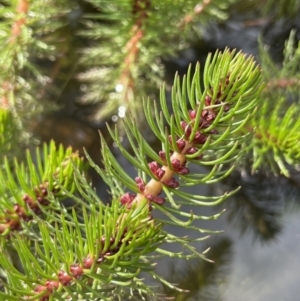 Myriophyllum crispatum at Collector, NSW - 3 Oct 2022