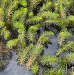 Myriophyllum crispatum at Collector, NSW - 3 Oct 2022