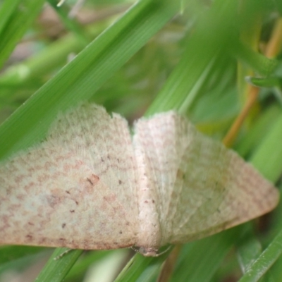 Epicyme rubropunctaria (Red-spotted Delicate) at Murrumbateman, NSW - 4 Oct 2022 by SimoneC