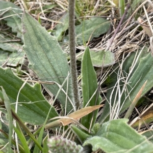 Plantago varia at Collector, NSW - 3 Oct 2022