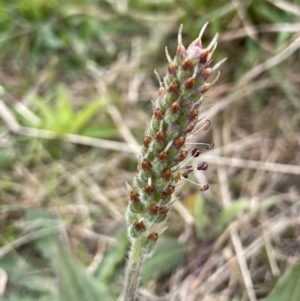 Plantago varia at Collector, NSW - 3 Oct 2022