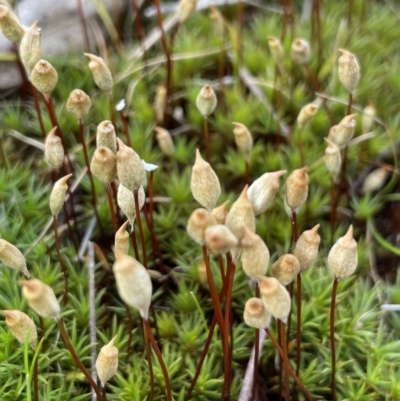 Polytrichum at Oakdale Nature Reserve - 3 Oct 2022 by JaneR