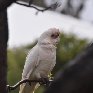 Cacatua tenuirostris at Page, ACT - 5 Oct 2022 10:44 PM