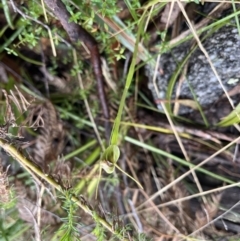 Pterostylis pedunculata (Maroonhood) at Cotter River, ACT - 30 Sep 2022 by chromo