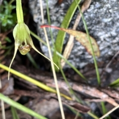 Pterostylis pedunculata at Cotter River, ACT - 30 Sep 2022