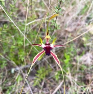 Caladenia atrovespa at Aranda, ACT - 6 Oct 2022