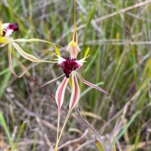 Caladenia atrovespa at Aranda, ACT - suppressed