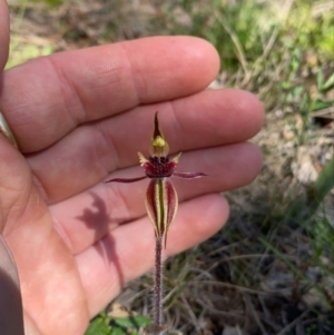 Caladenia actensis at suppressed - 11 Sep 2021