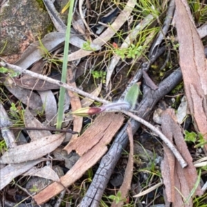 Caladenia actensis at suppressed - 6 Oct 2022