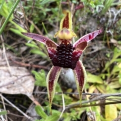 Caladenia actensis (Canberra Spider Orchid) at Watson, ACT - 5 Oct 2022 by RangerRiley