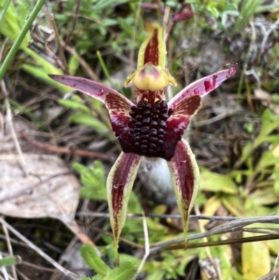 Caladenia actensis (Canberra Spider Orchid) at Watson, ACT - 5 Oct 2022 by RangerRiley