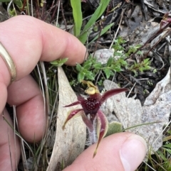 Caladenia actensis (Canberra Spider Orchid) at Watson, ACT - 5 Oct 2022 by RangerRiley