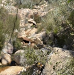 Paralucia aurifera (Bright Copper) at Rendezvous Creek, ACT - 3 Oct 2022 by RAllen