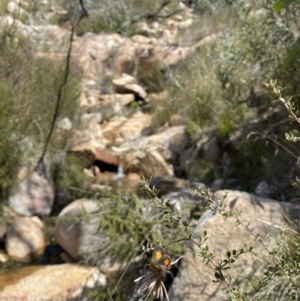 Paralucia aurifera at Rendezvous Creek, ACT - suppressed