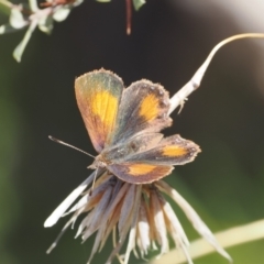 Paralucia aurifera at Rendezvous Creek, ACT - suppressed