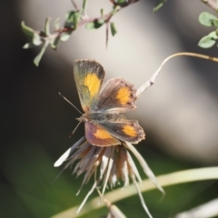 Paralucia aurifera at Rendezvous Creek, ACT - suppressed