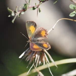 Paralucia aurifera at Rendezvous Creek, ACT - suppressed