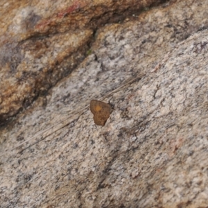 Paralucia aurifera at Rendezvous Creek, ACT - suppressed
