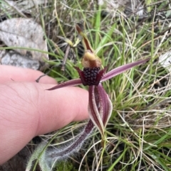 Caladenia actensis (Canberra Spider Orchid) at Watson, ACT - 5 Oct 2022 by RangerRiley