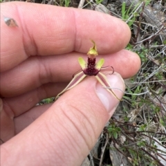 Caladenia actensis (Canberra Spider Orchid) at Watson, ACT by RangerRiley