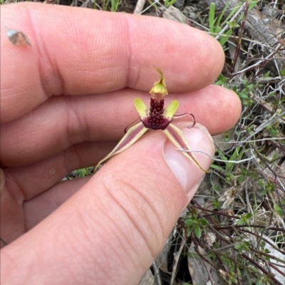 Caladenia actensis (Canberra Spider Orchid) at Watson, ACT by RangerRiley