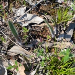 Caladenia actensis (Canberra Spider Orchid) at Watson, ACT - 5 Oct 2022 by RangerRiley