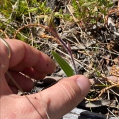 Caladenia actensis (Canberra Spider Orchid) at Hackett, ACT - 5 Oct 2022 by RangerRiley