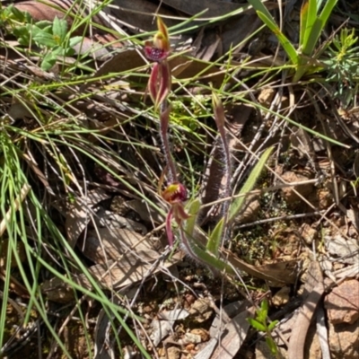 Caladenia actensis (Canberra Spider Orchid) at Hackett, ACT - 5 Oct 2022 by RangerRiley